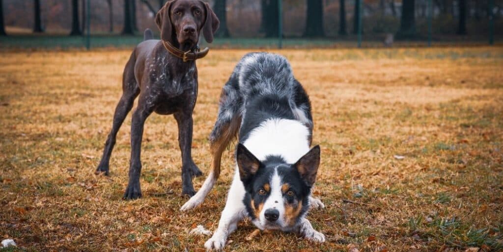 two dogs playing