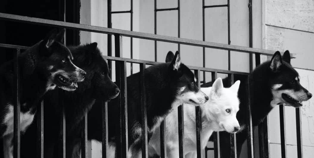 dogs behind bars