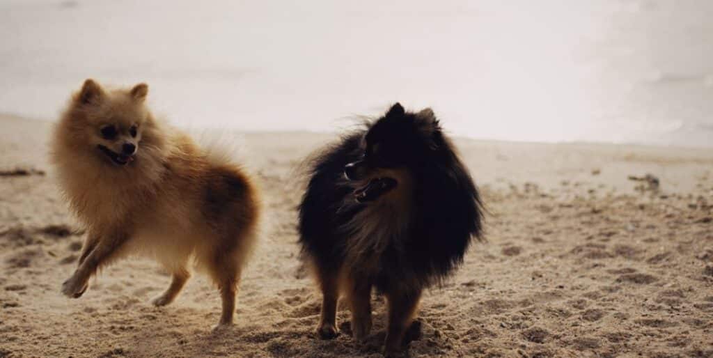 two dogs playing on sand