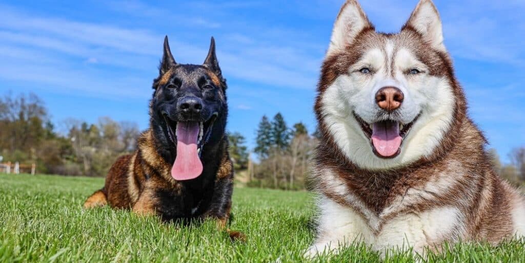 two sitting dogs