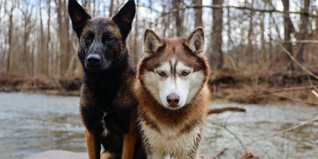 two dogs by the creek