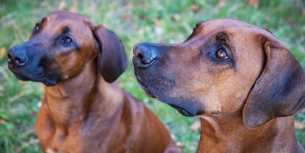 two brown gun dogs