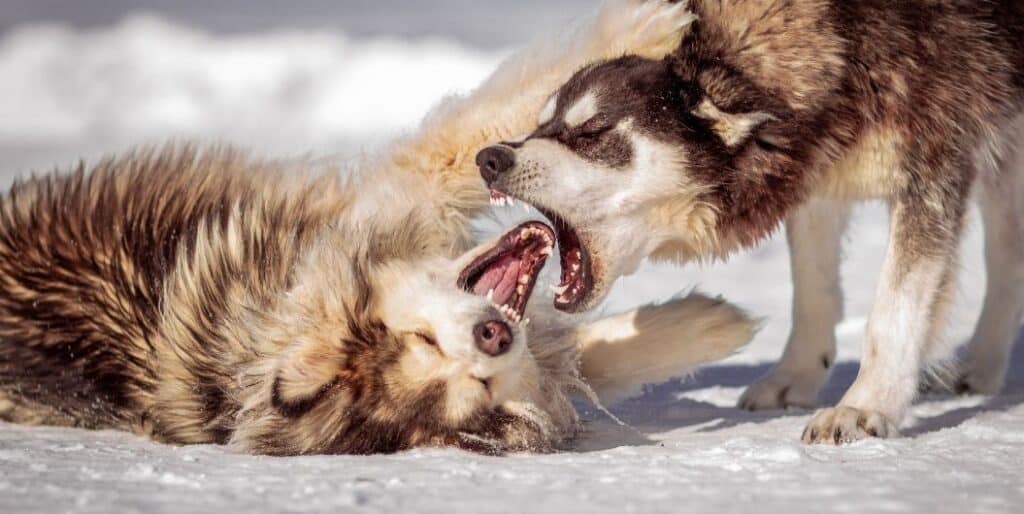 snow dogs playing