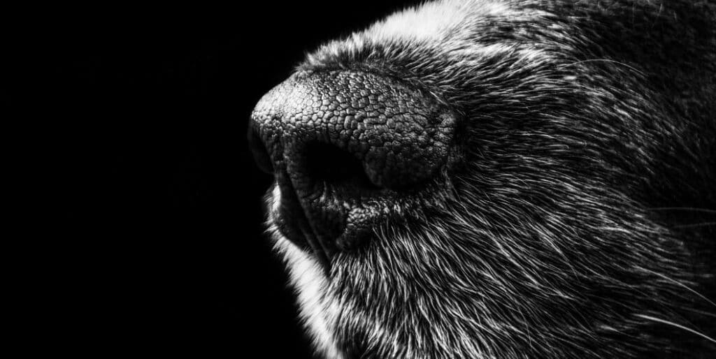nose of a dog