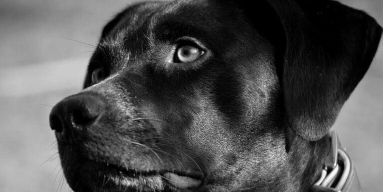 What Is Black Dog Syndrome?