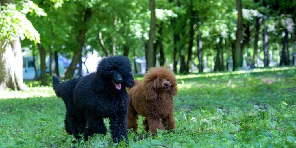 brown and black poodles
