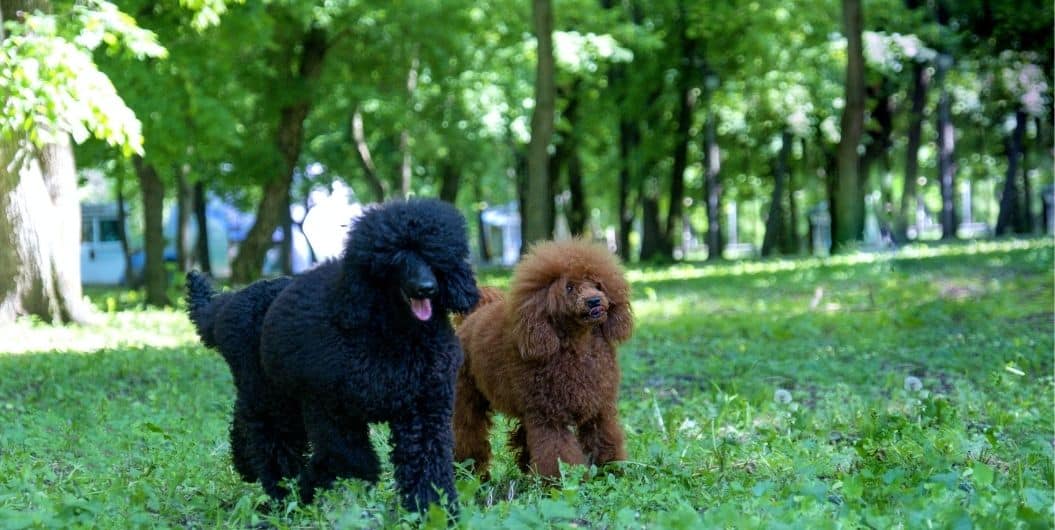 black and brown poodles
