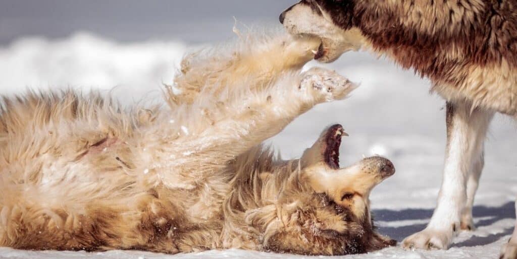 snow dogs playing