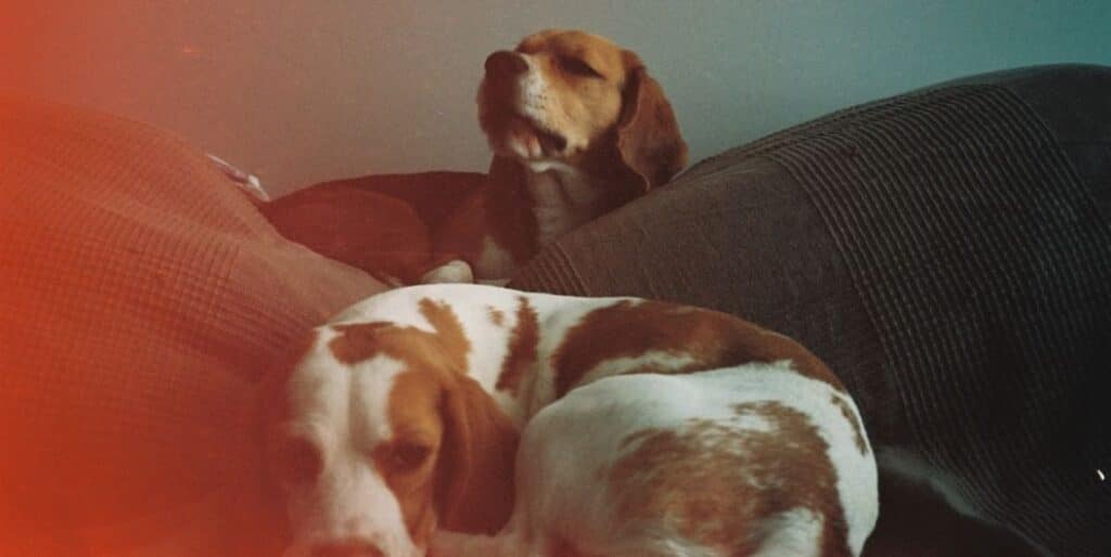 beagles sleeping