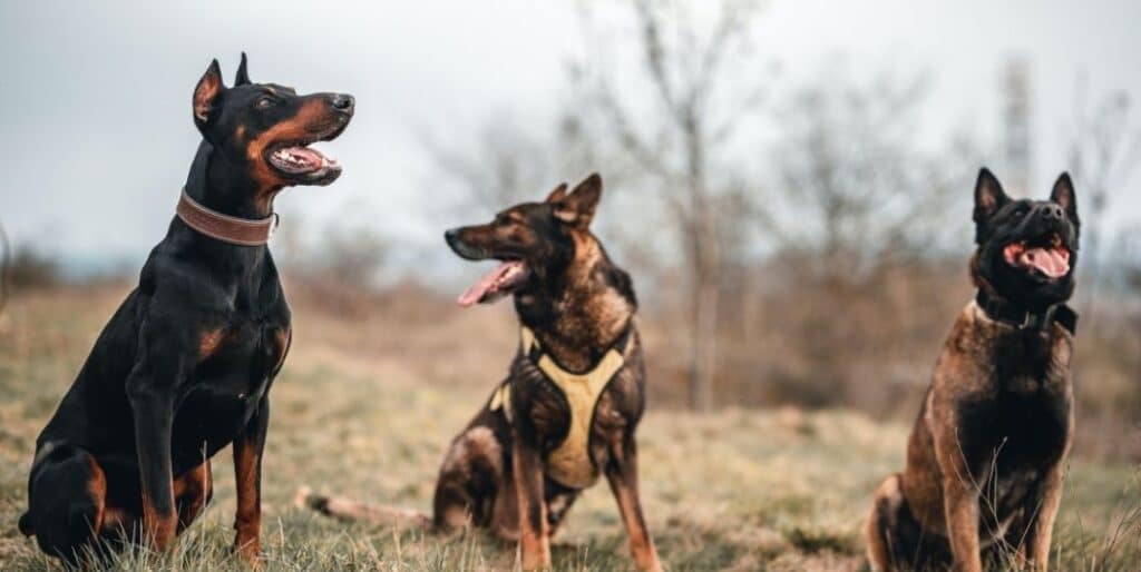 police dogs