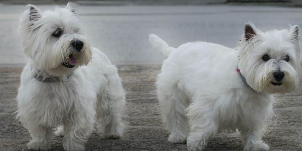 two white schnauzers