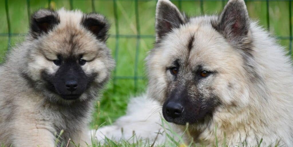 two fluffy dogs