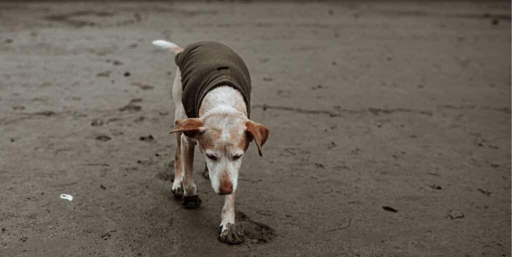 dog walking on mud