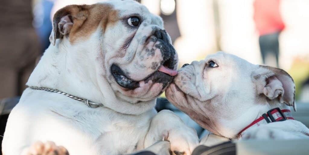 two bulldogs