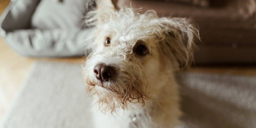 white curly dog