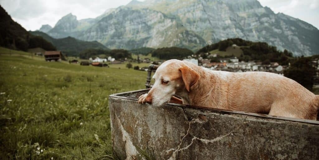 dog in a tub