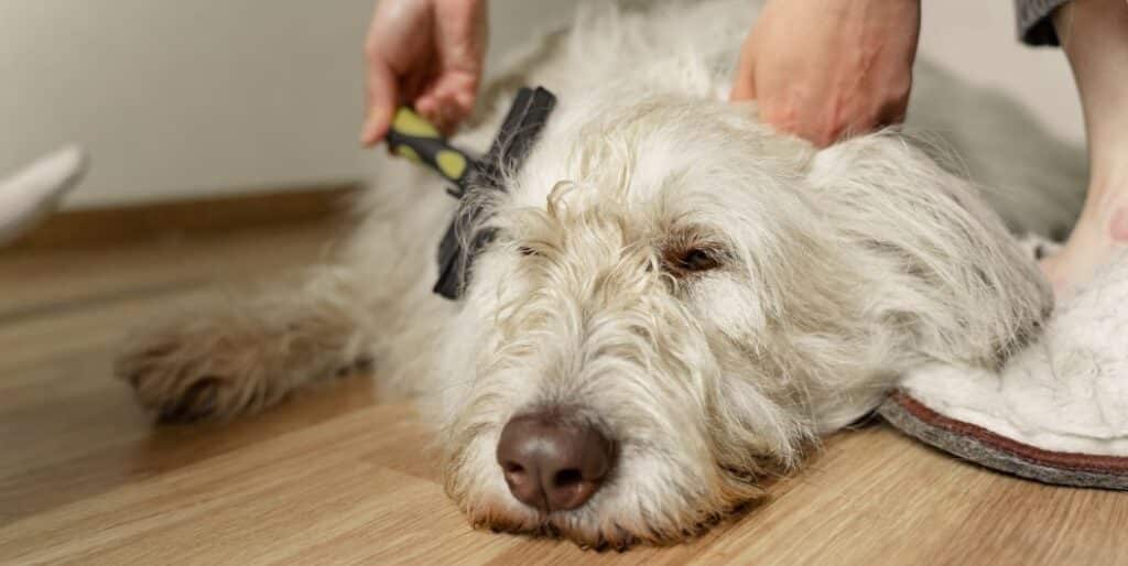 combing dog's fur