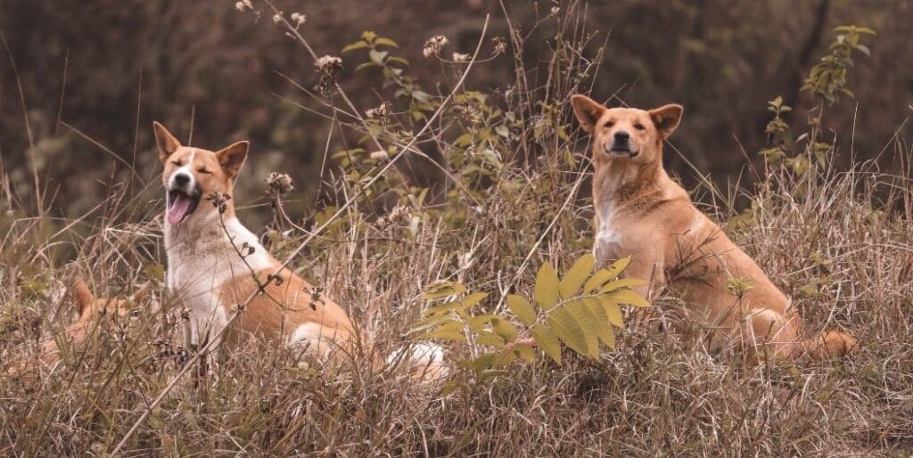 two dogs sitting in a field