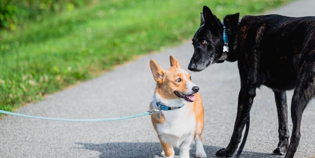 two dogs sniffing each other