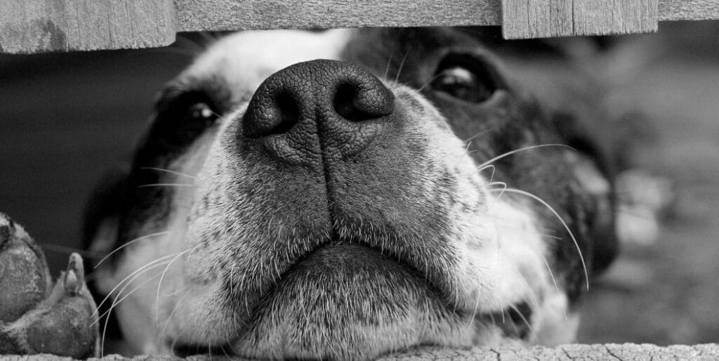 adorable dog's snout