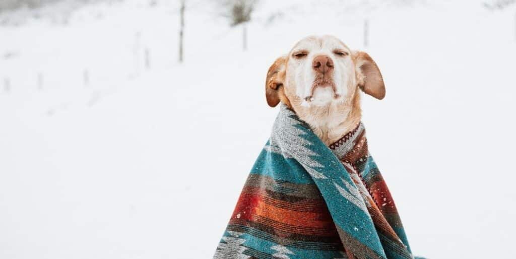 dog with a blanket