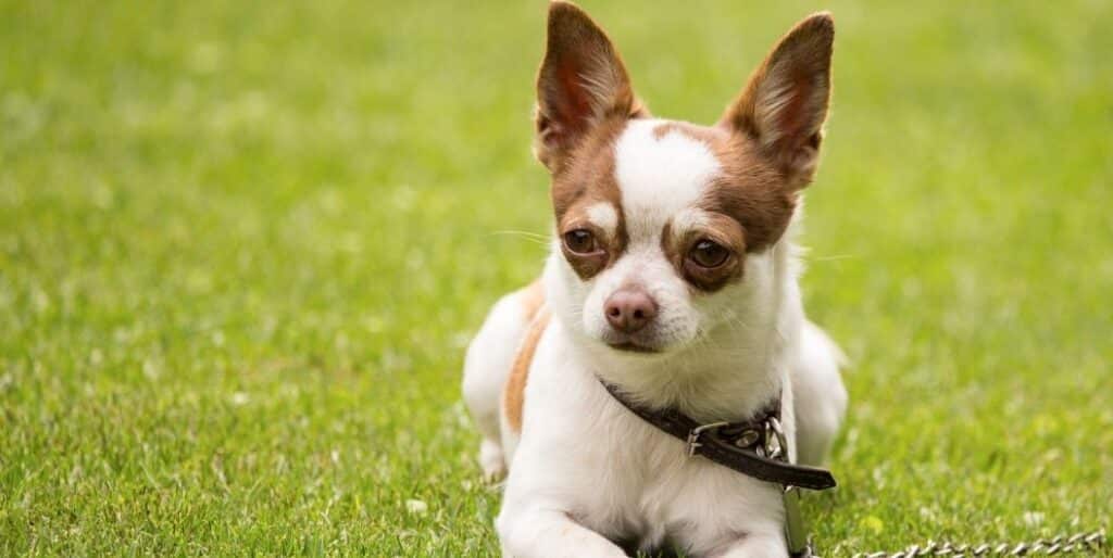 small dog sitting on grass