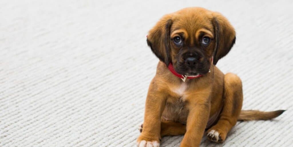 brown puppy