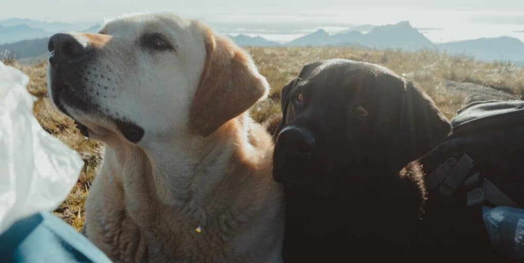 Labrador retrievers