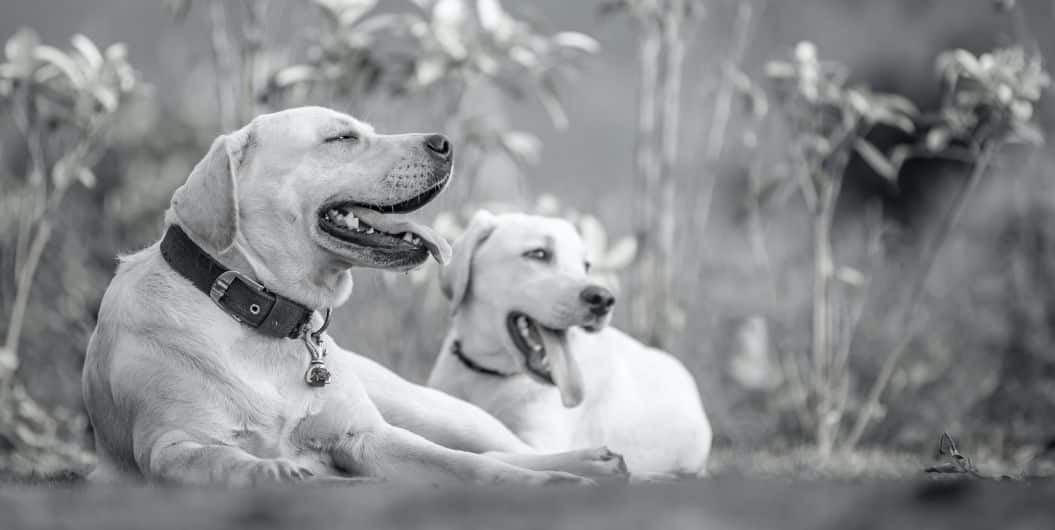 two labrador retriever dogs