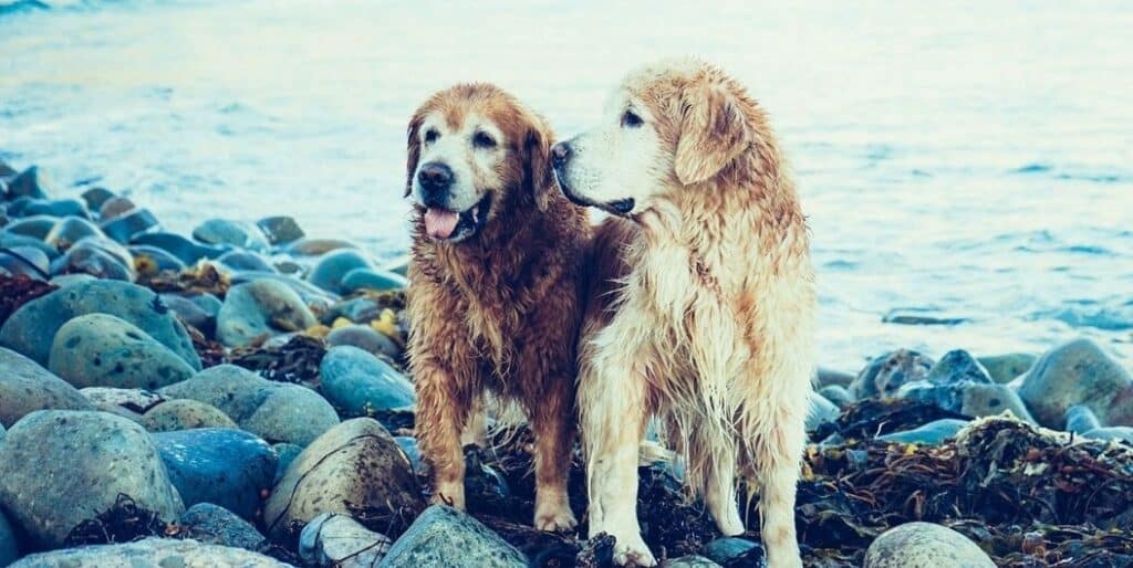 two golden retrievers by the shore