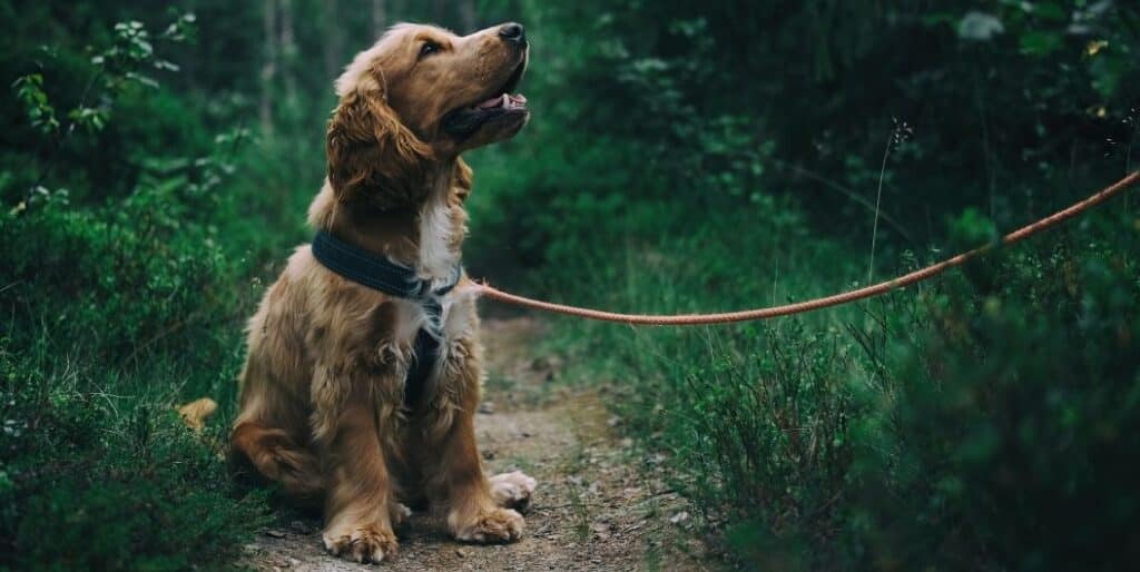 puppy on a leash