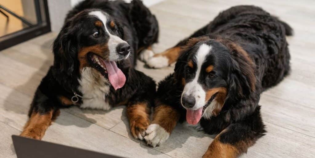 two sitting dogs