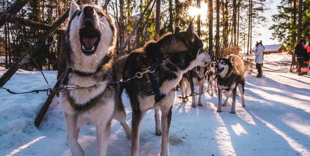 sled dogs