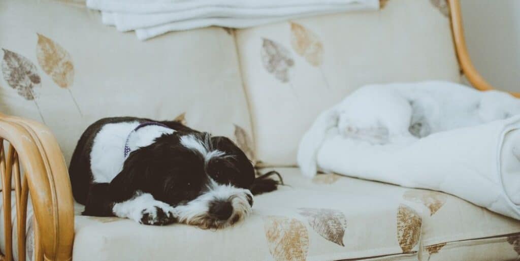 dog sleeping on sofa