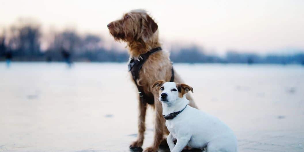 two dogs by the beach