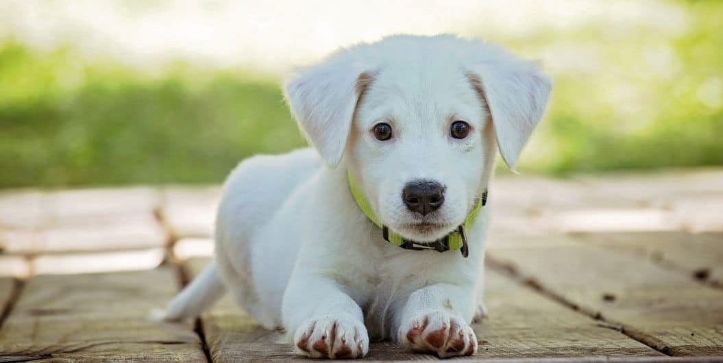 white puppy