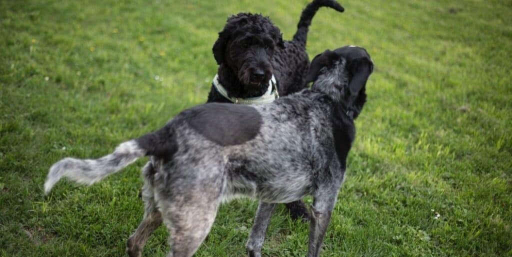 two black dogs playing