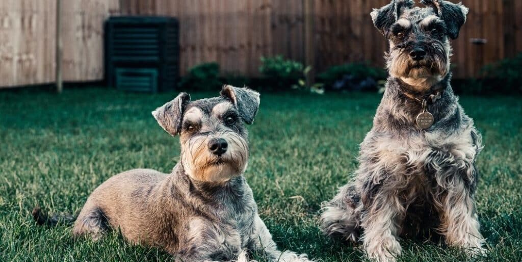 two grey schnauzers