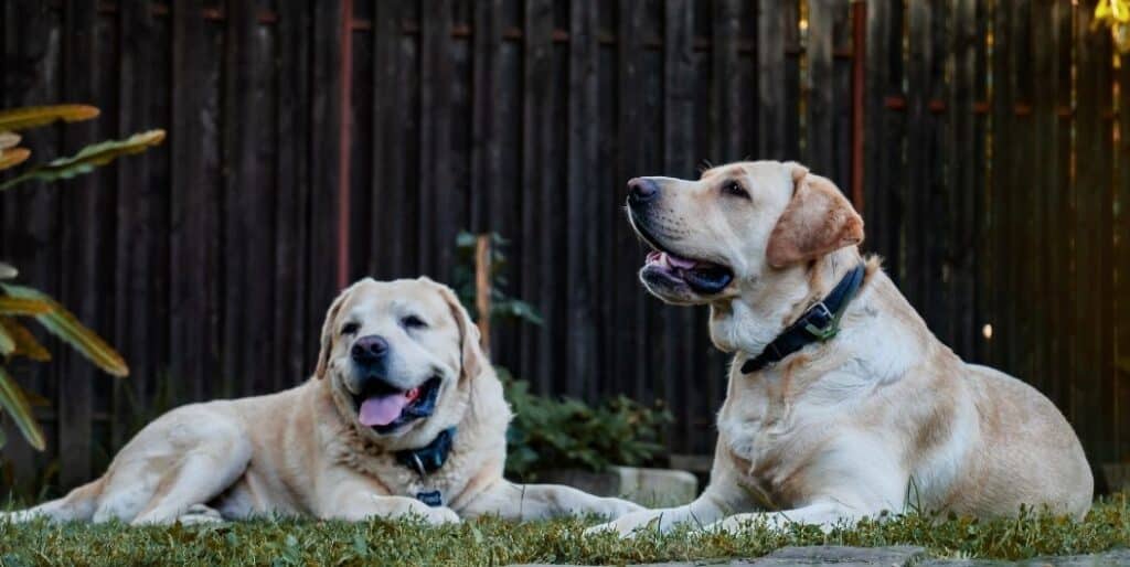 two labrador retrievers