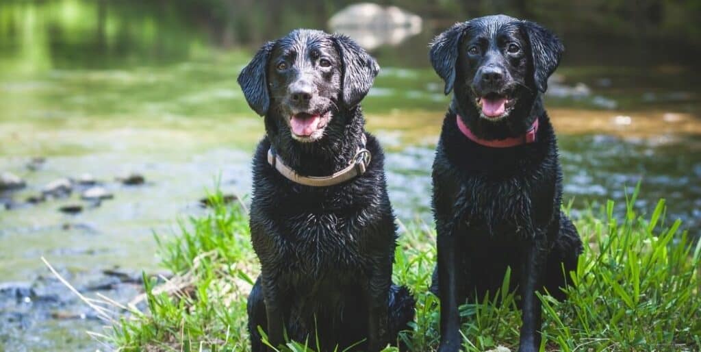 two black Labrador retrievers