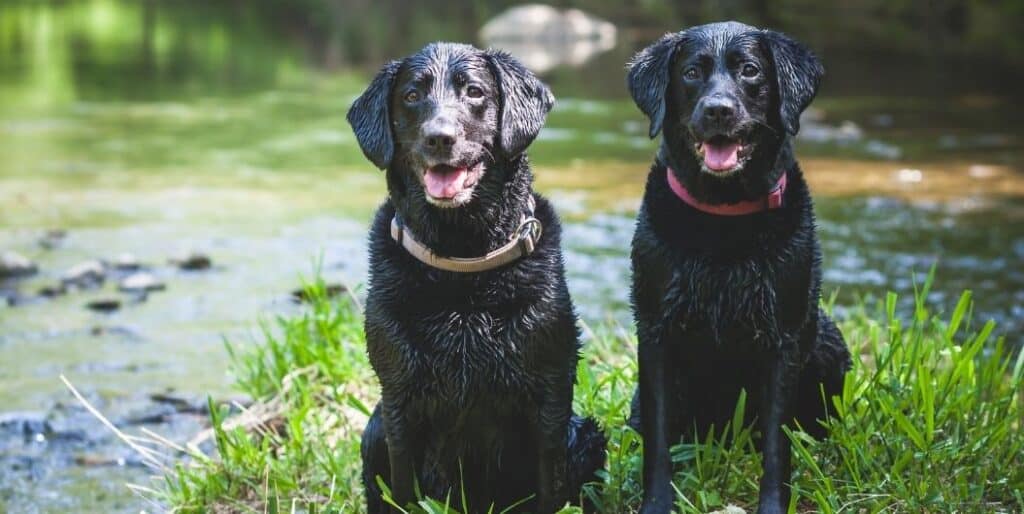 two black labrador retrievers