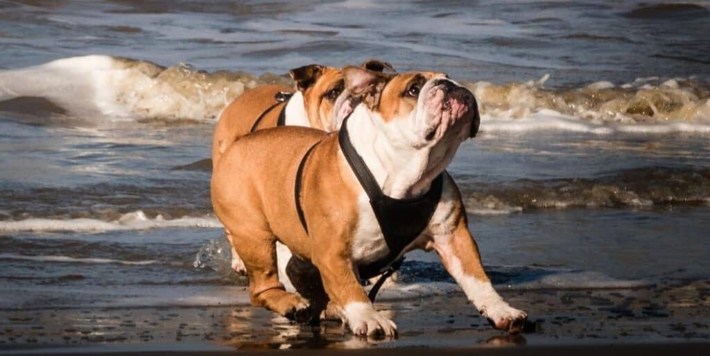 bulldogs on the beach