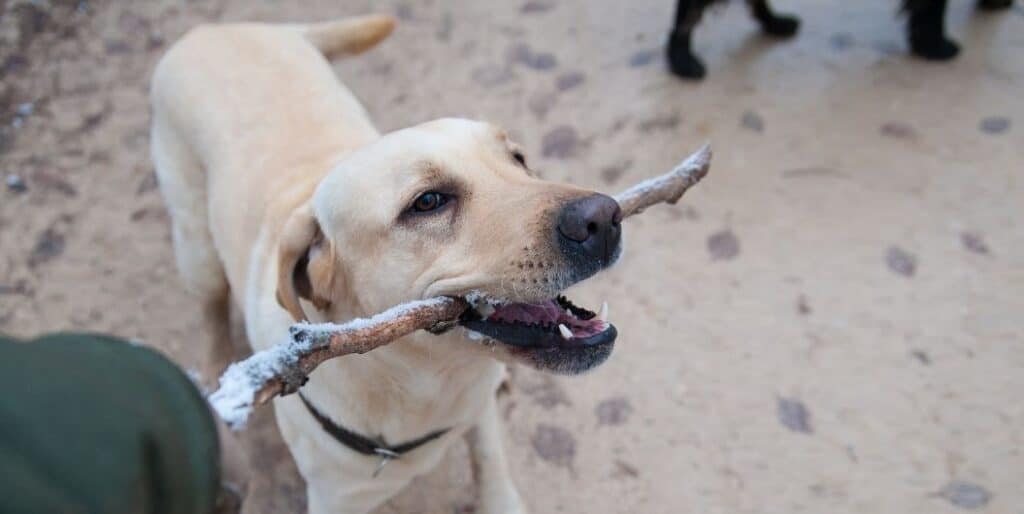 dog biting a stick