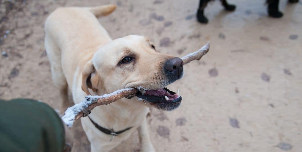 dog with a stick