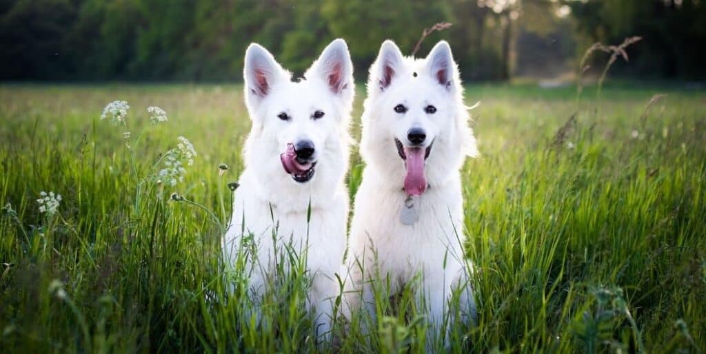 two white dogs