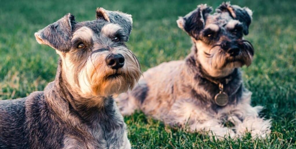 two schnauzers sitting on a grass