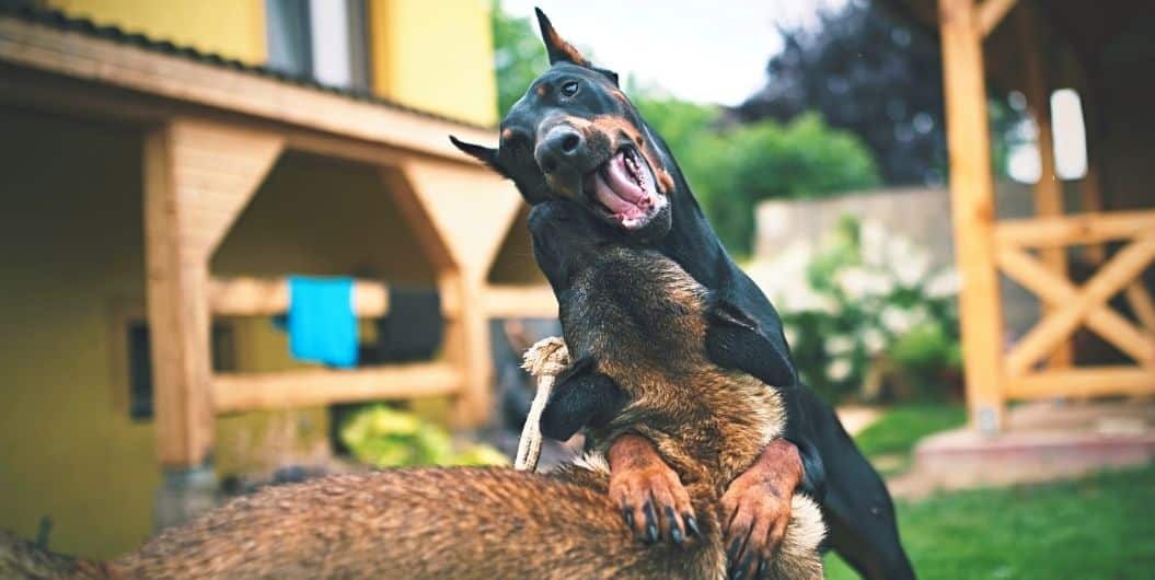 two german shepherds playing