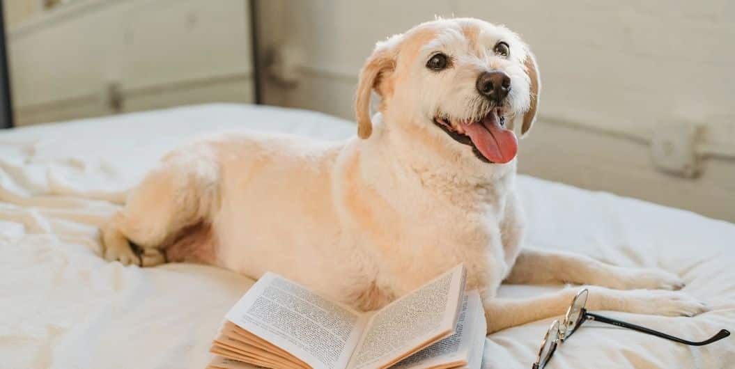 white dog with a book