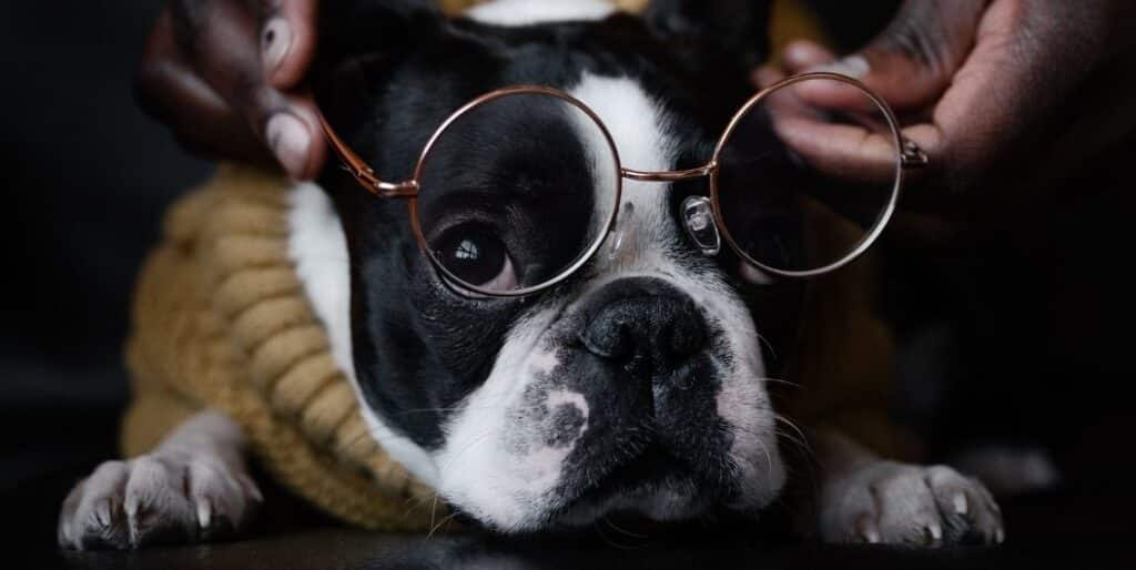 dog wearing eyeglasses