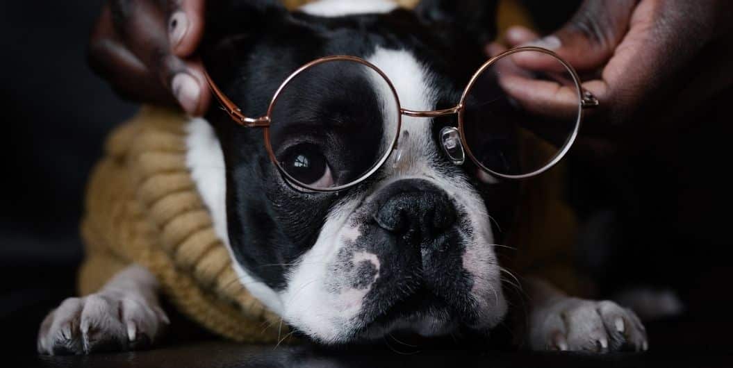 bulldog wearing eyeglasses